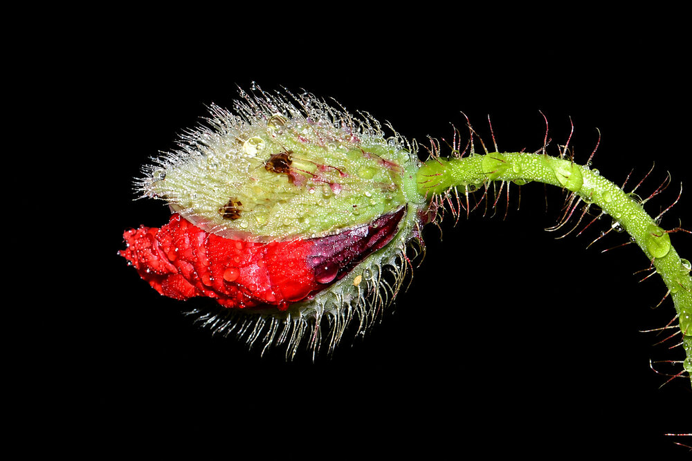 Photograph by Pancic Ivan