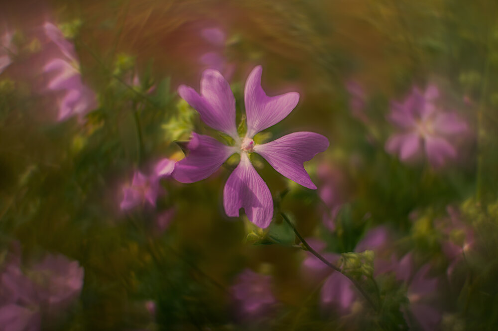 Photograph by Валентина Воробьёва