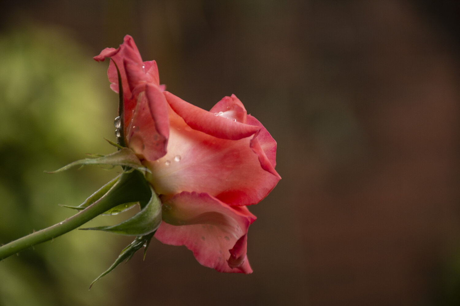 Droplets of Light