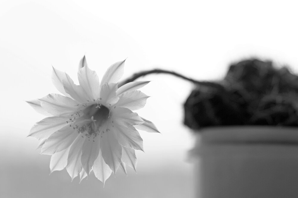 Photograph by Дмитрий Савченко