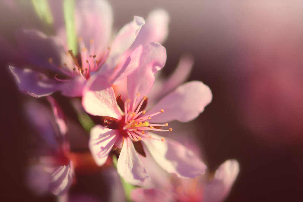 Photograph by Виктория Кос