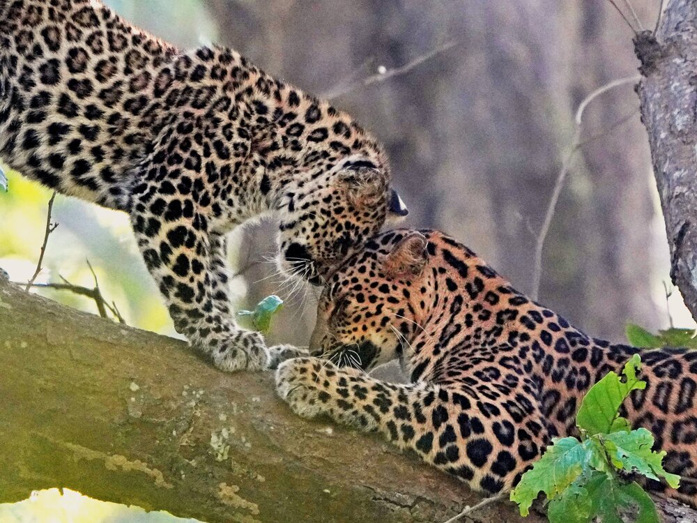 Photograph by Nirmalya Chakraborty