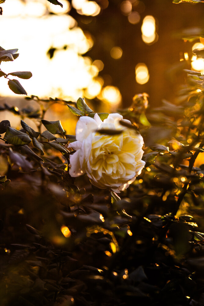 Photograph by Юлия Сысоева