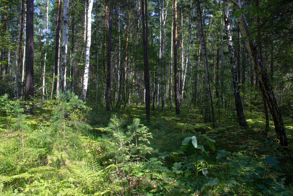 Photograph by Елена Павлова