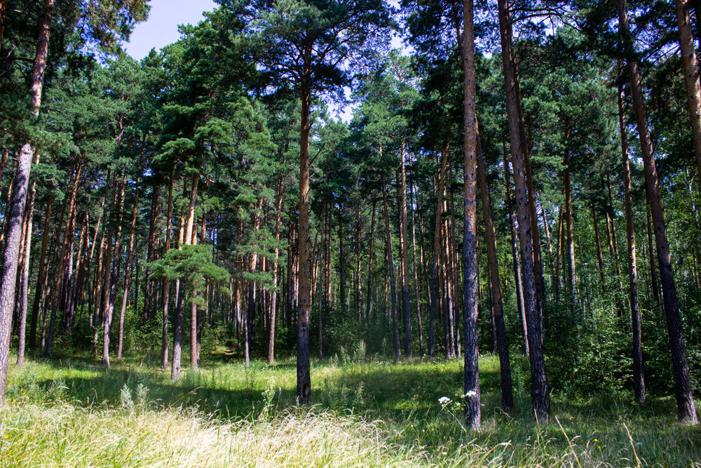 Photograph by Елена Павлова