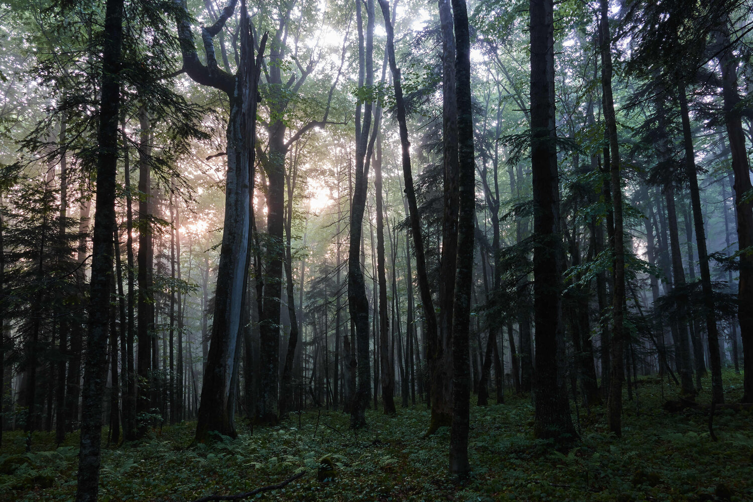 Photo #13895017