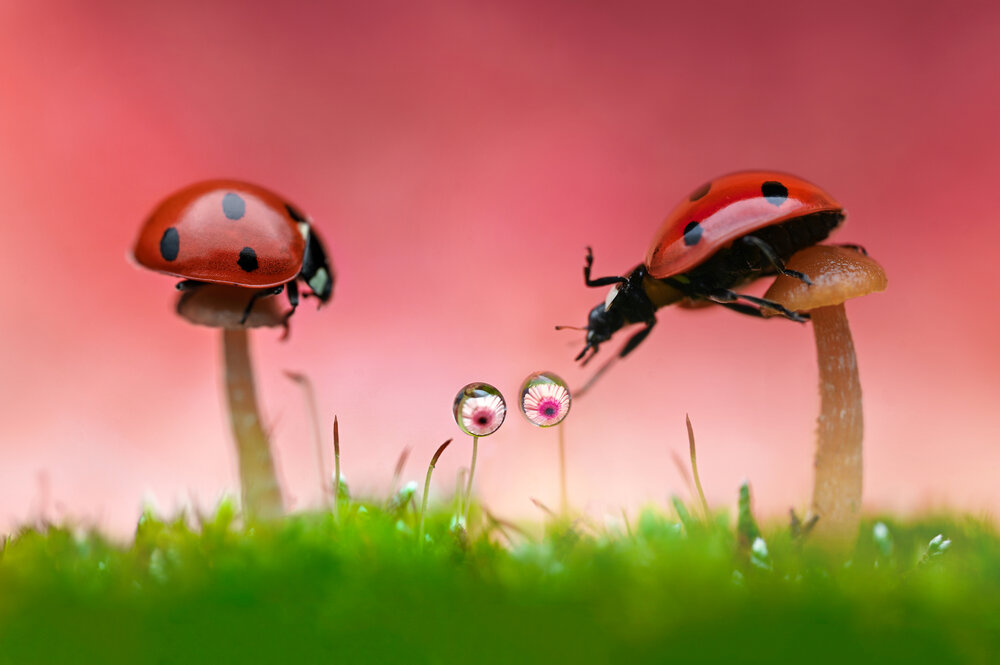 Photograph by Tsvetan Ganev