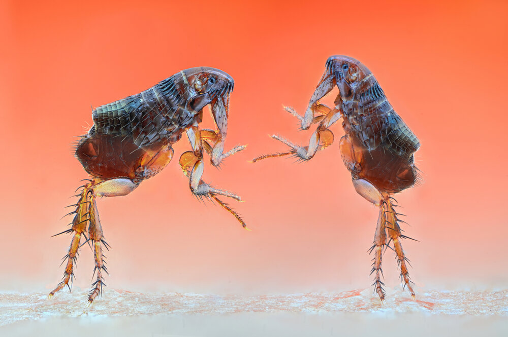 Photograph by Tsvetan Ganev