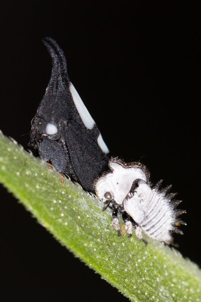 Photograph by Silvio José