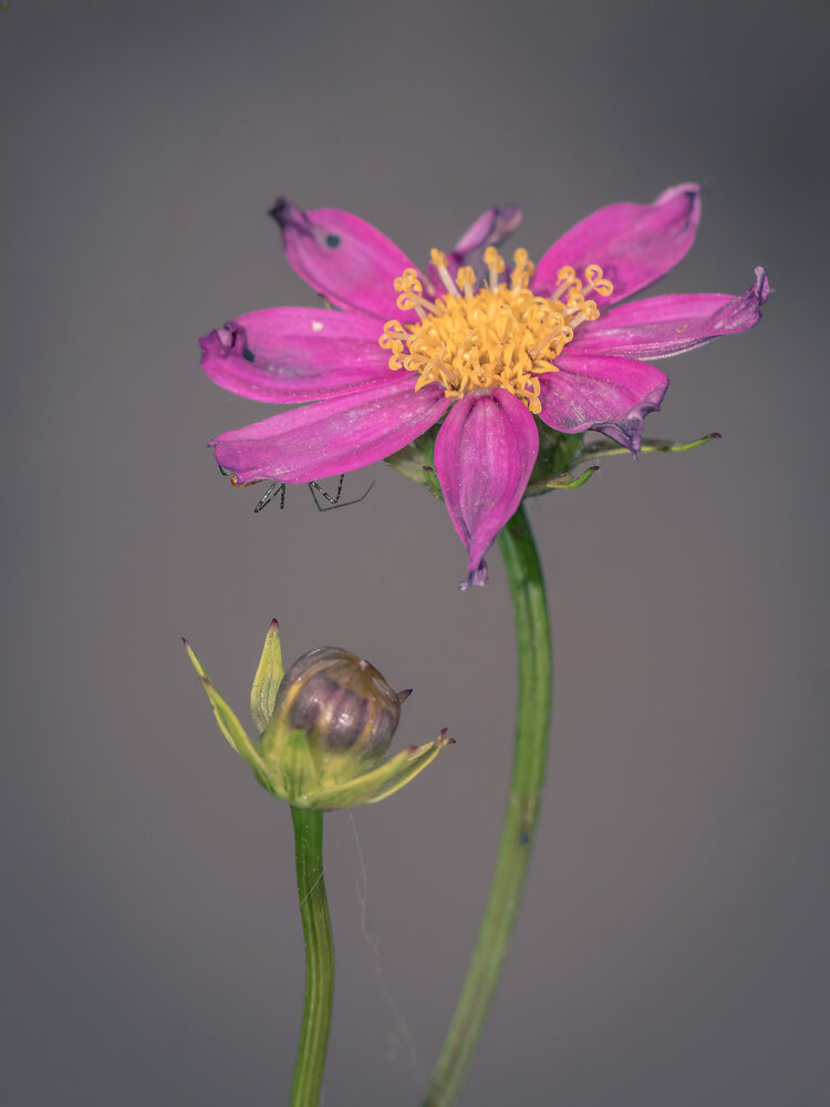 Photograph by Silvio José
