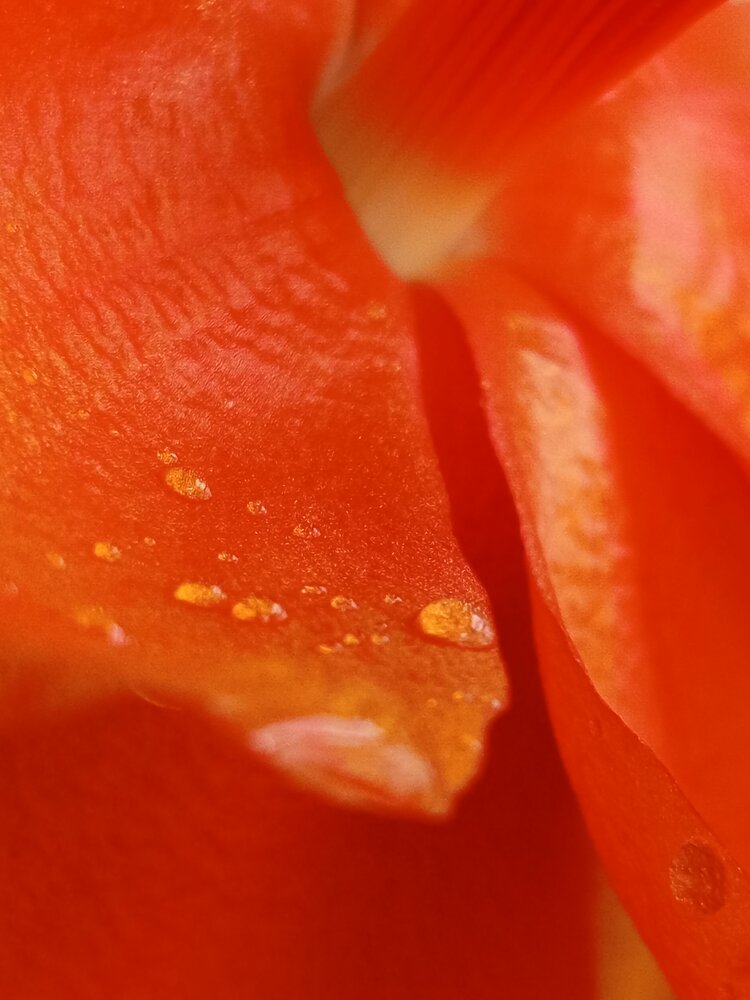 Photograph by Kimberlui Camacaro