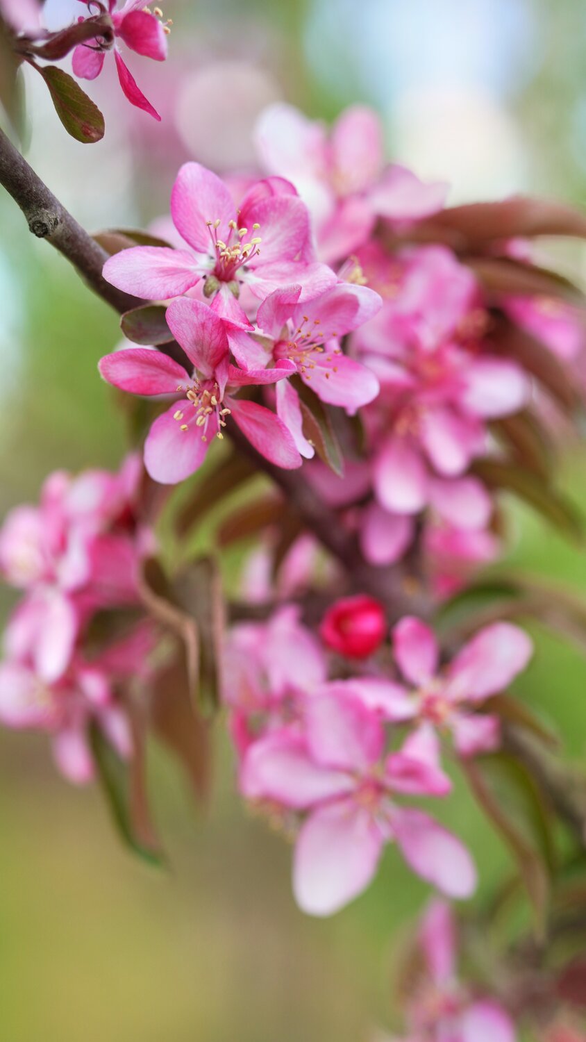 Photo #13895232
