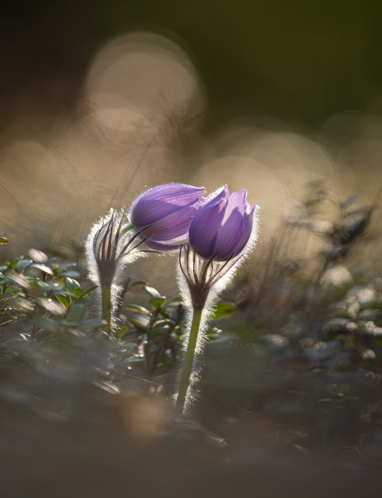 Photograph by Vladimir Pakalevich