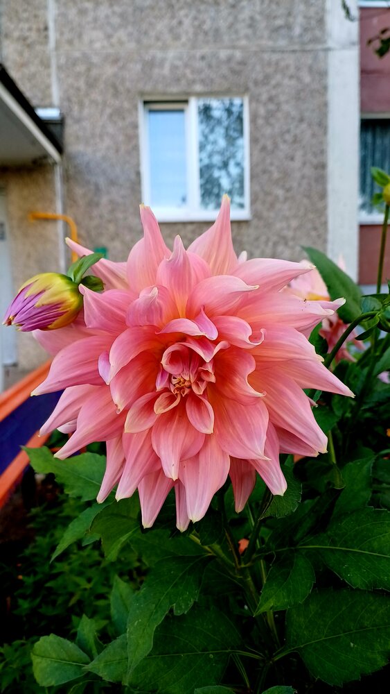Фотография автора Елена Воронова