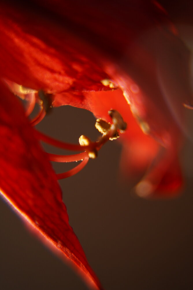 Photograph by Svetlana Reshetnikova