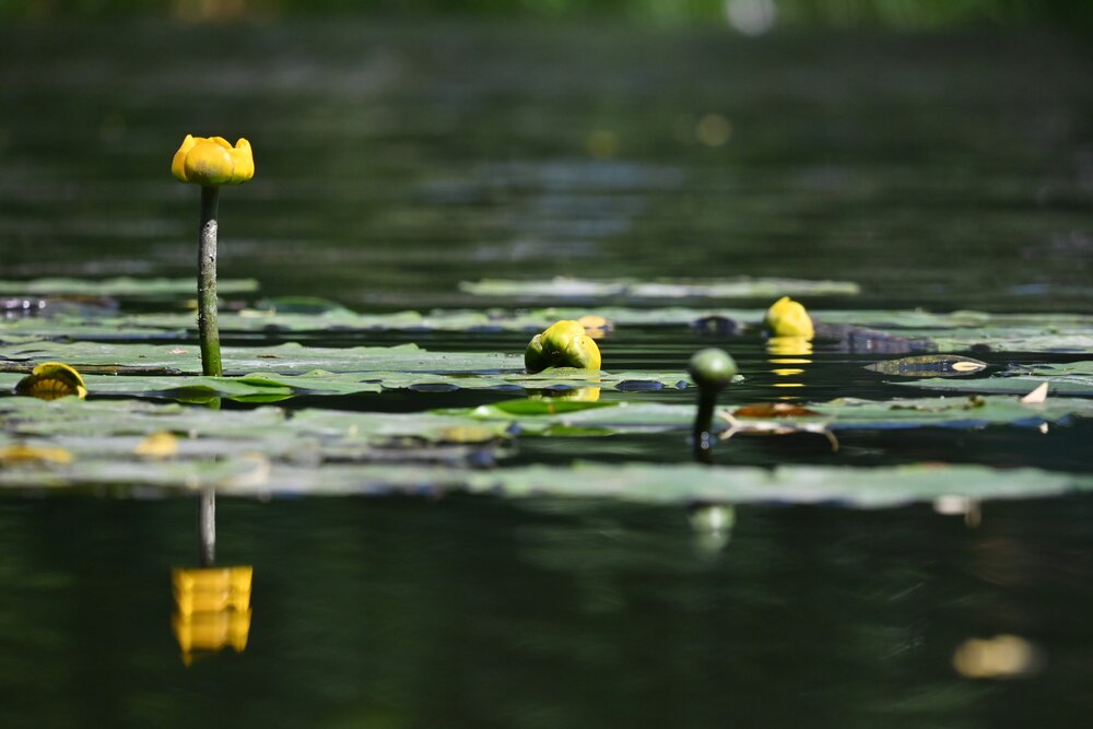 Photograph by IRINA FILIPPOVA