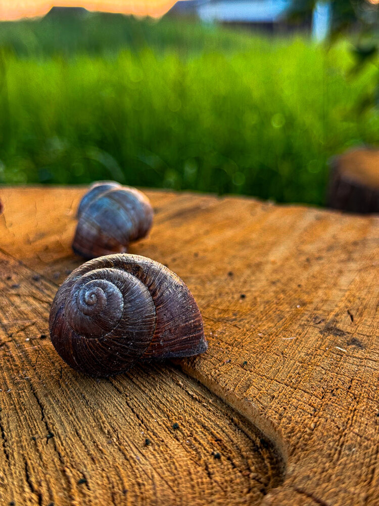 Photograph by Анна Пигулевская