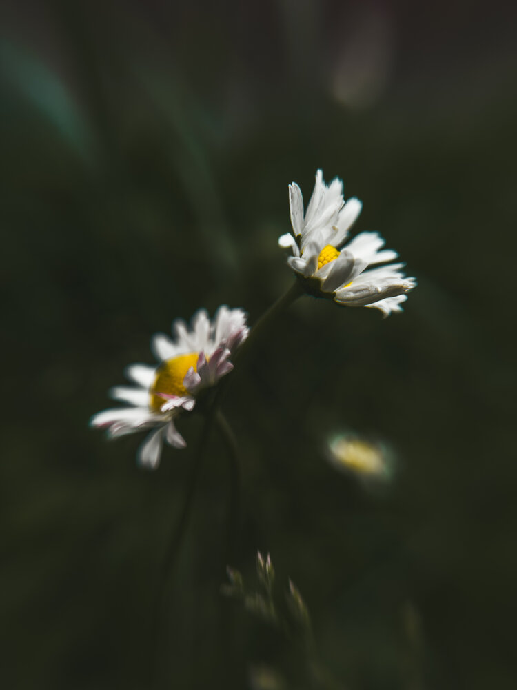 Photograph by Анна Пигулевская