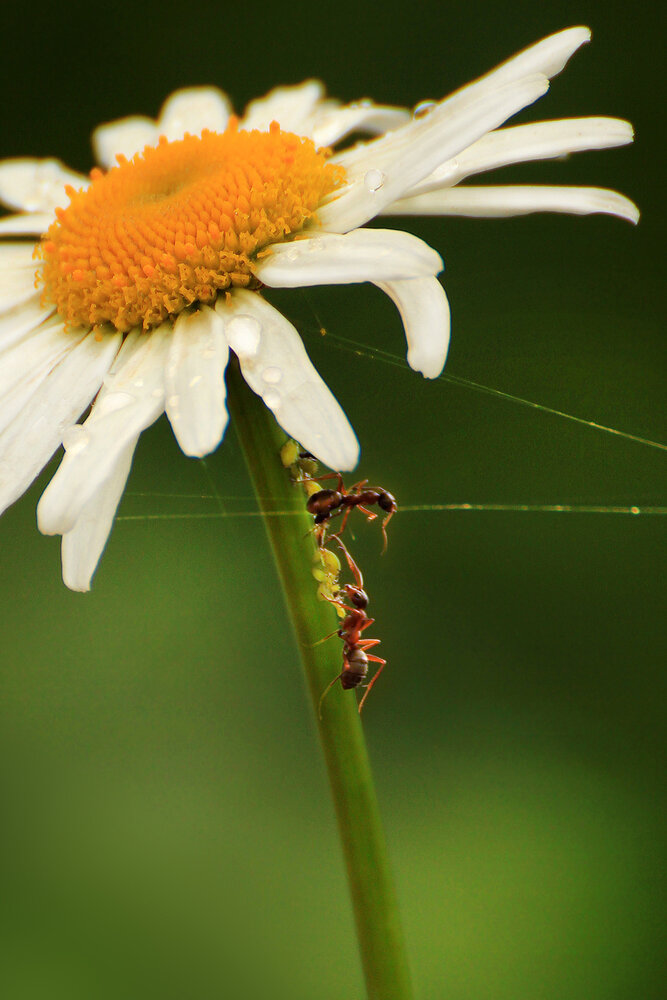 Photograph by hasan sorena jouri