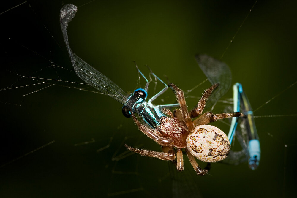 Photograph by Kostov Borislav