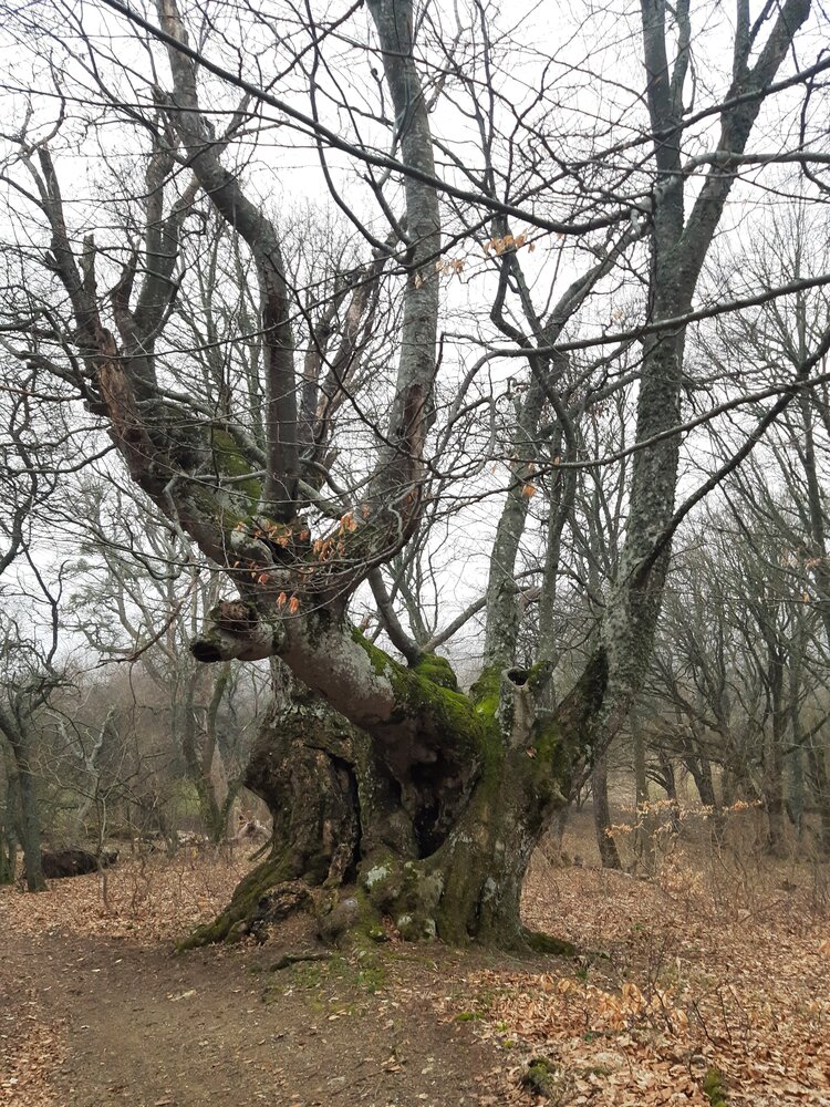 Photograph by Галина Глазкова