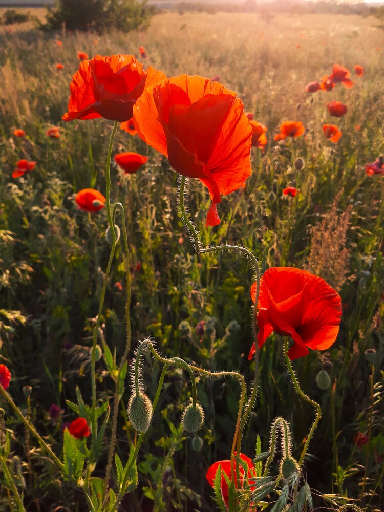 Photograph by Галина Глазкова