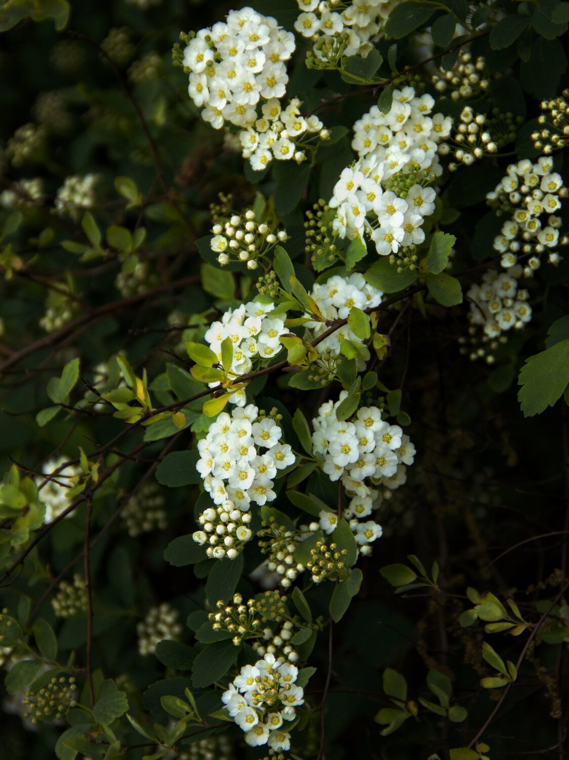 Photo #13895642