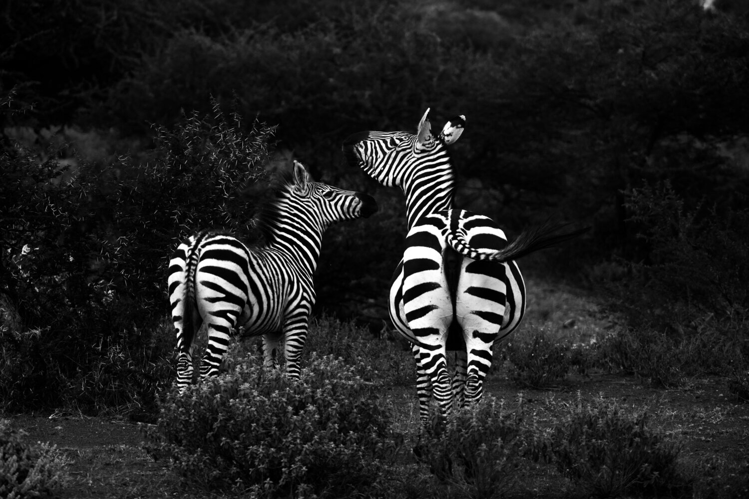 Photo #13895689