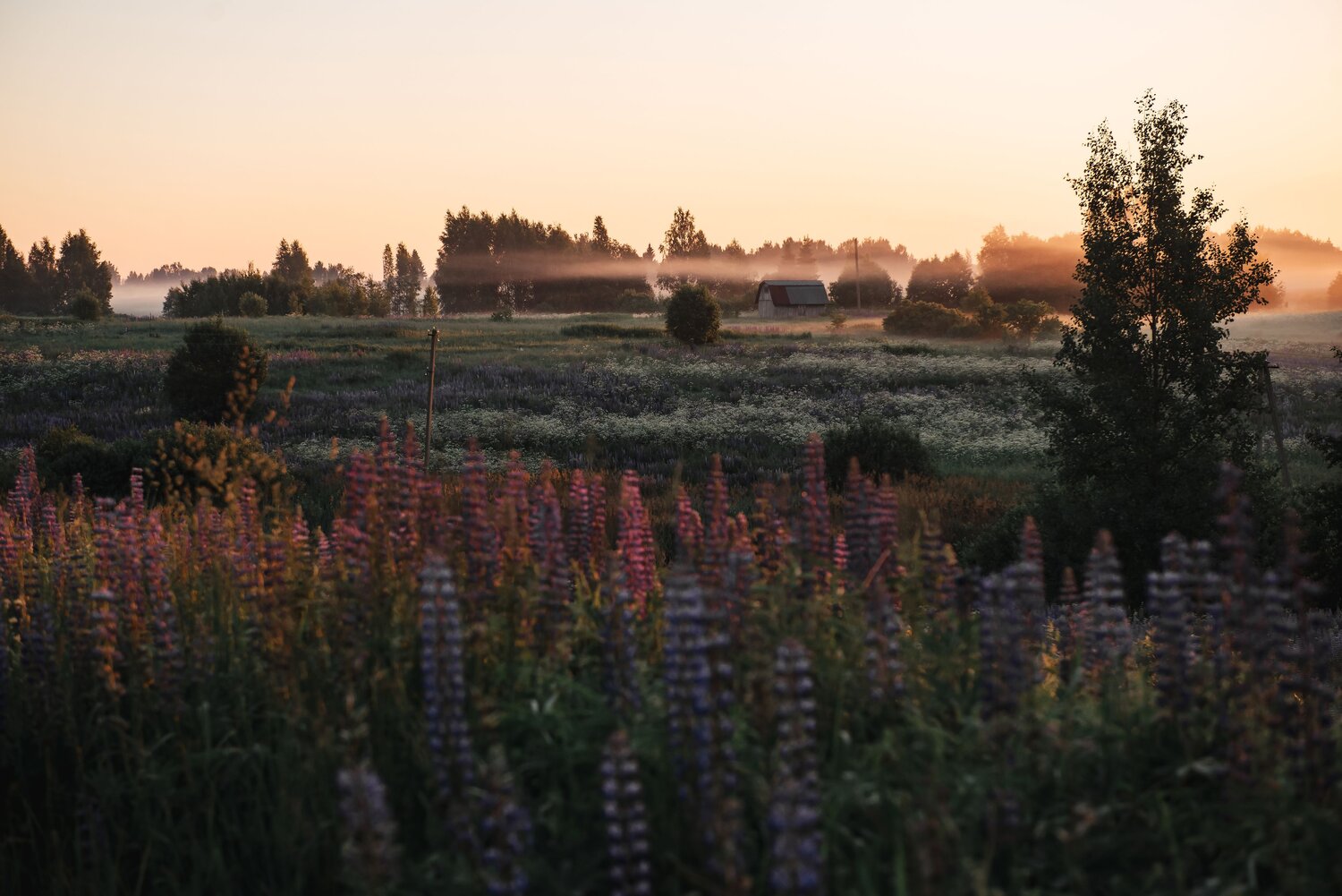 Photo #13895729