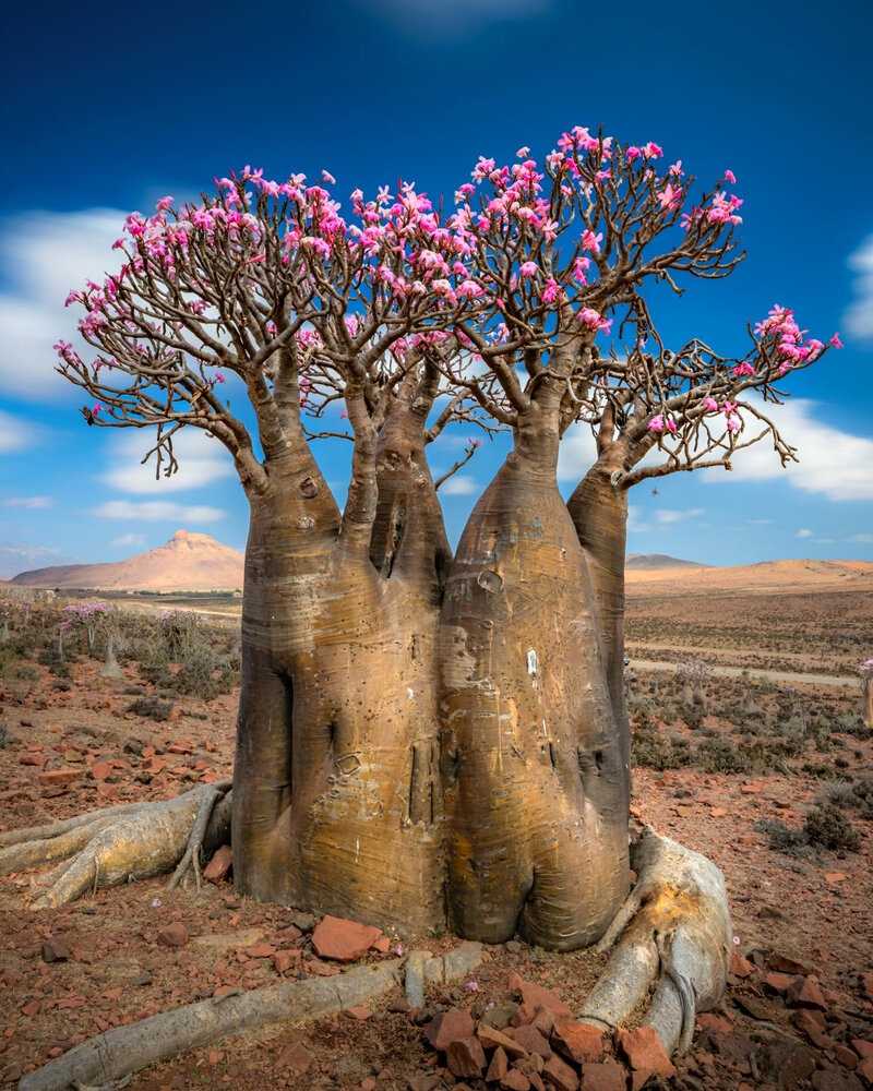 Фотография автора Yahya Almorisi