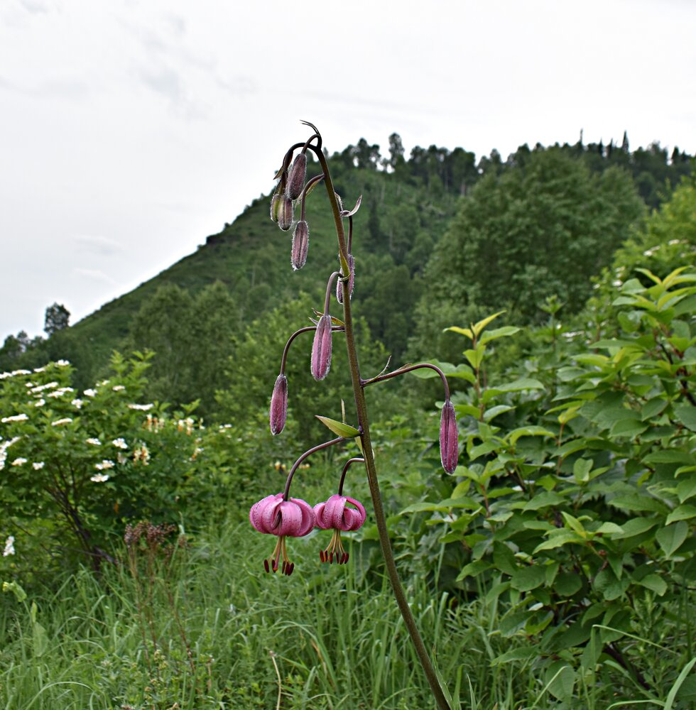 Photograph by Александр Прядко