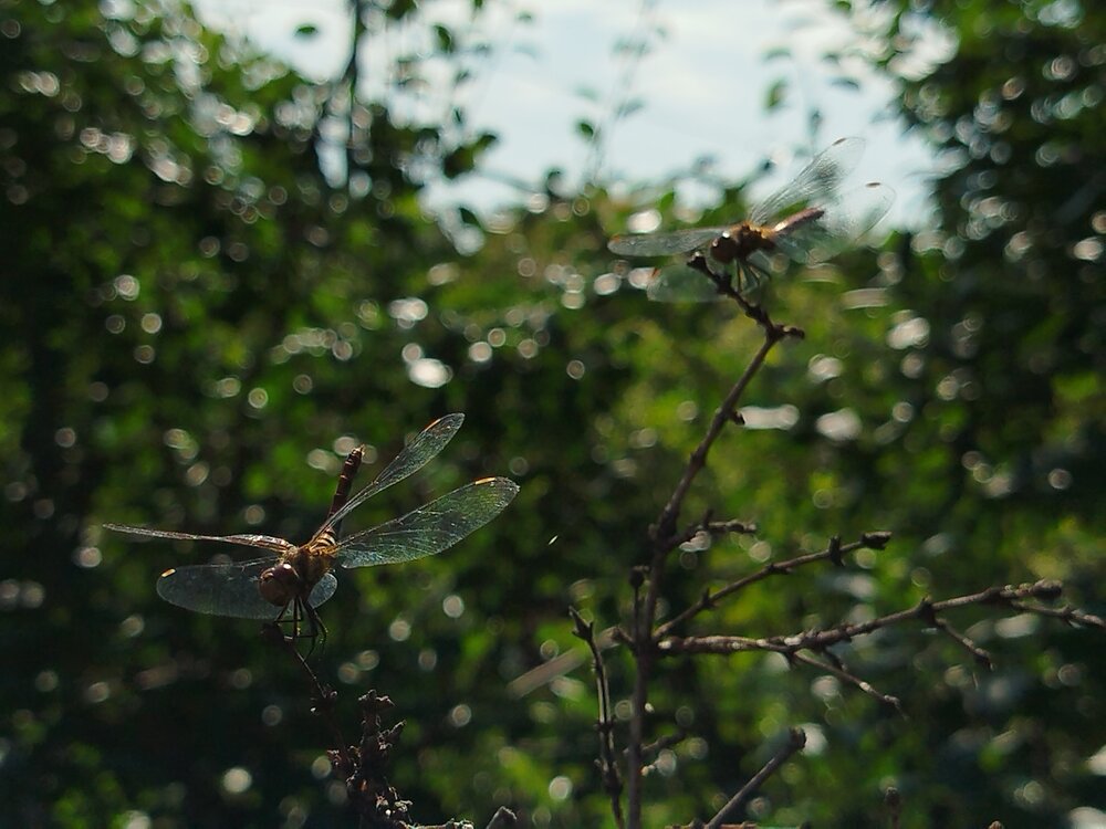 Photograph by Елена Алешкевич
