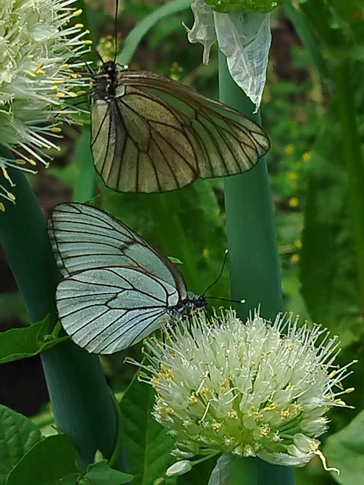 Photograph by Елена Алешкевич