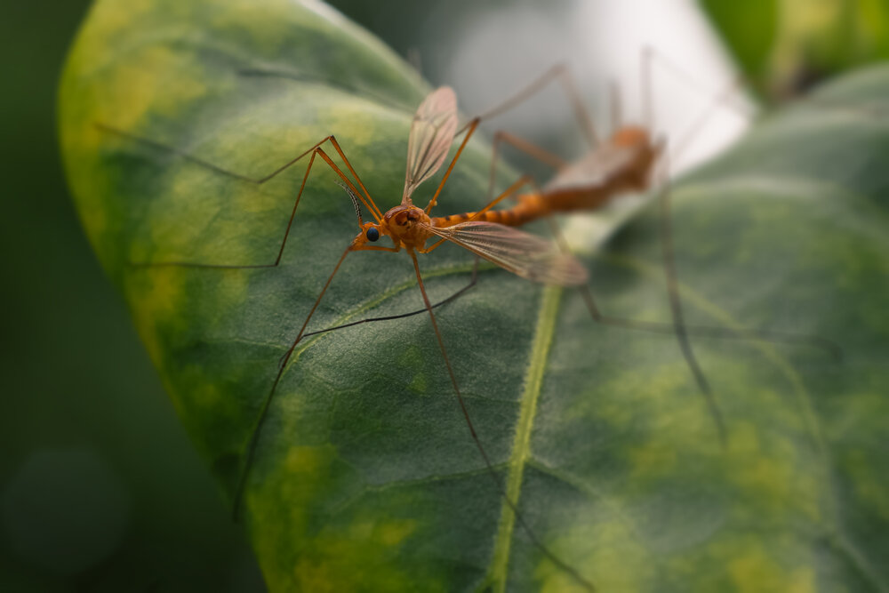 Photograph by Raghuvamsh Chavali