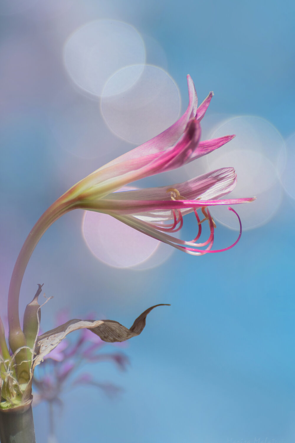 Danza rosa.