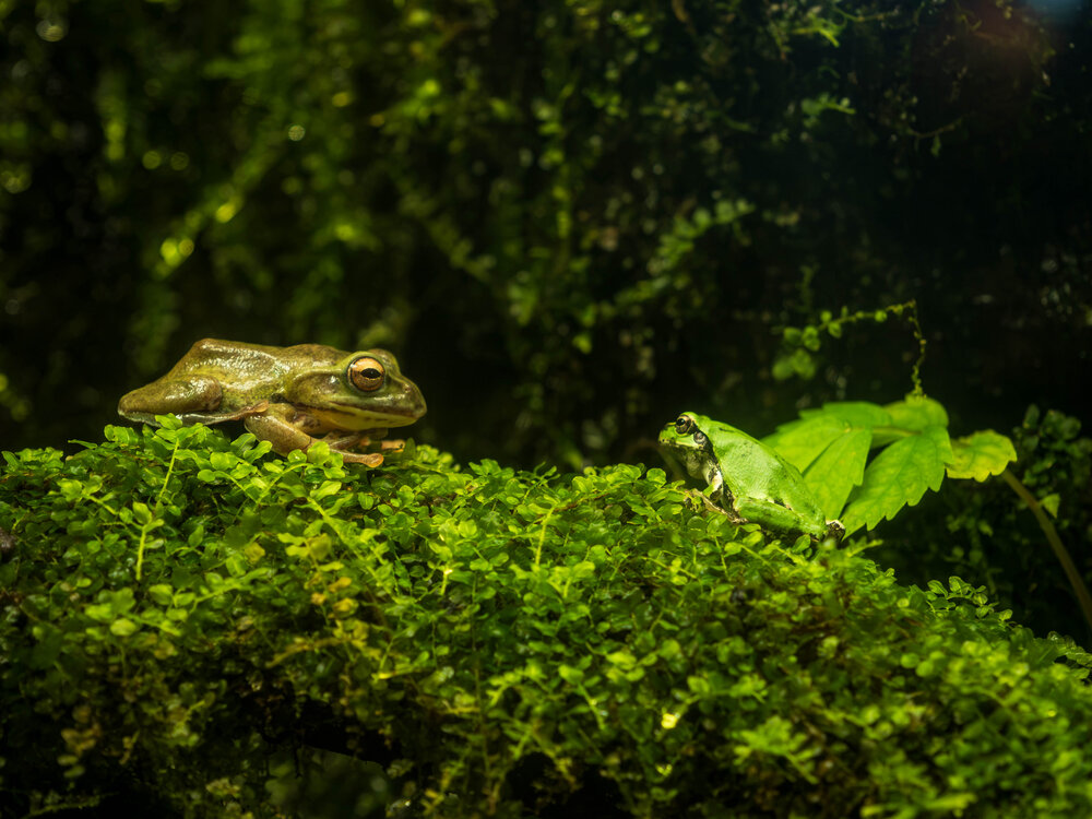 Photograph by Gunma No UMA