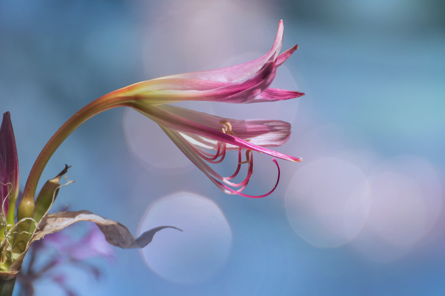 Esplendor rosa.