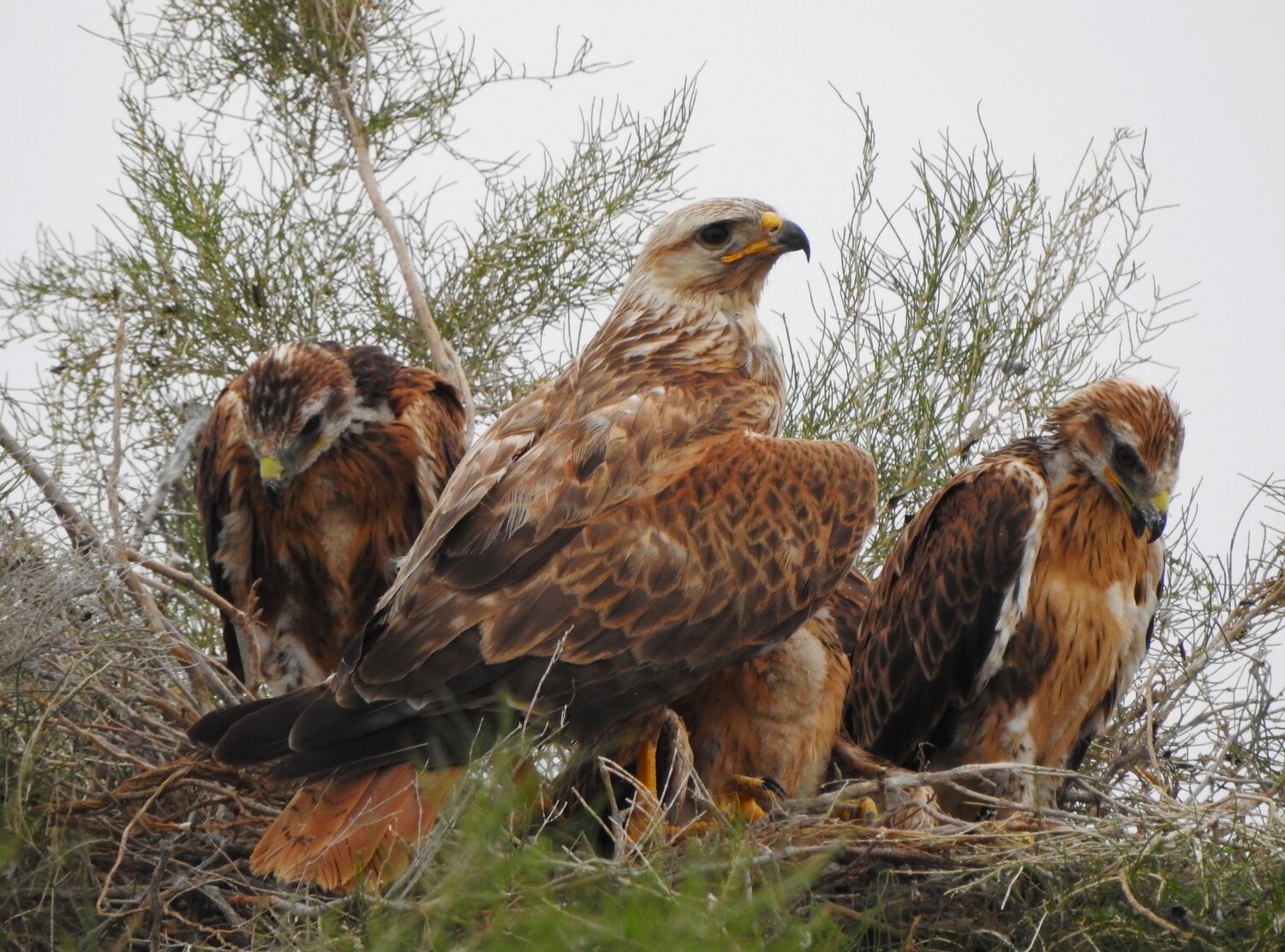 Семья степных хищников,Guardians of the Steppe