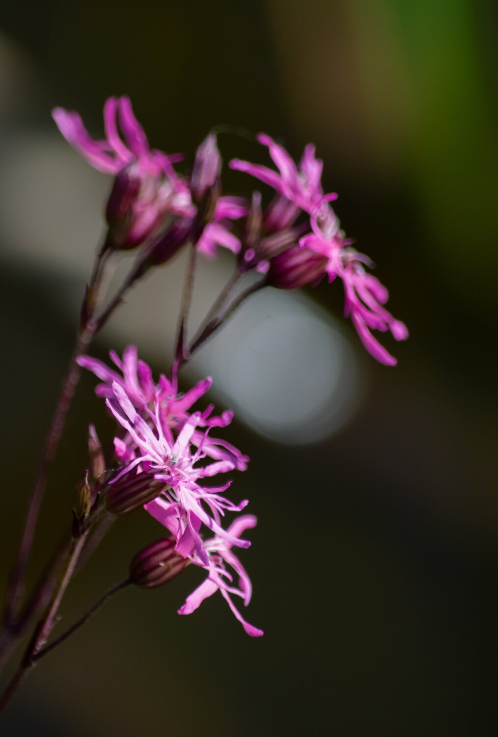Photo #13896304