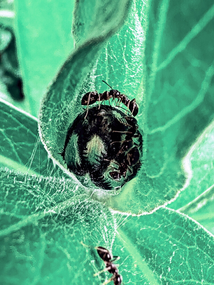 Photograph by Дайана