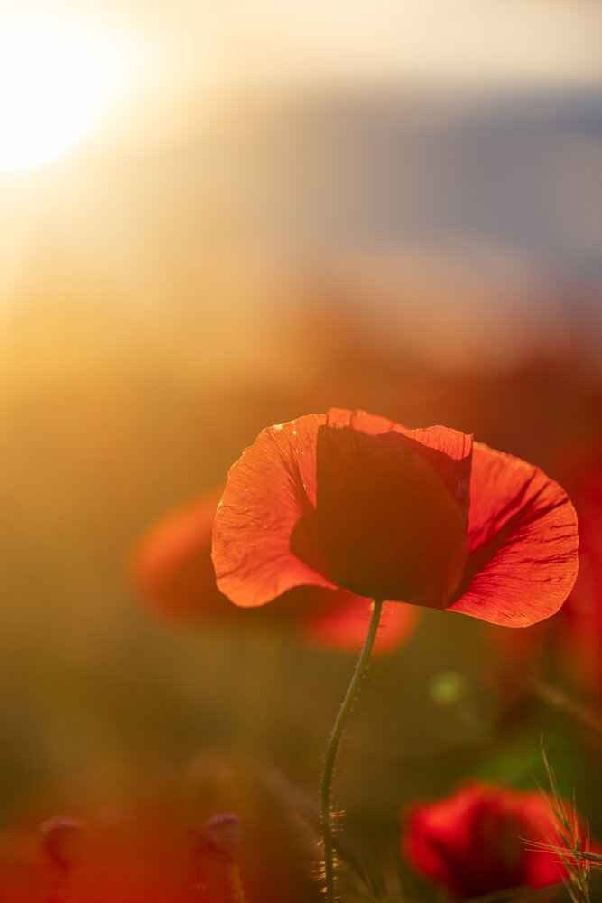 Photograph by Georgi Georgiev