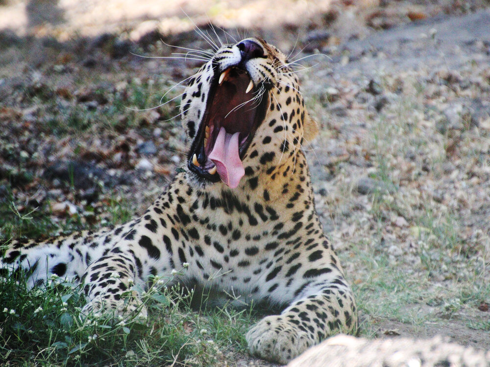 Leopards are roaring.