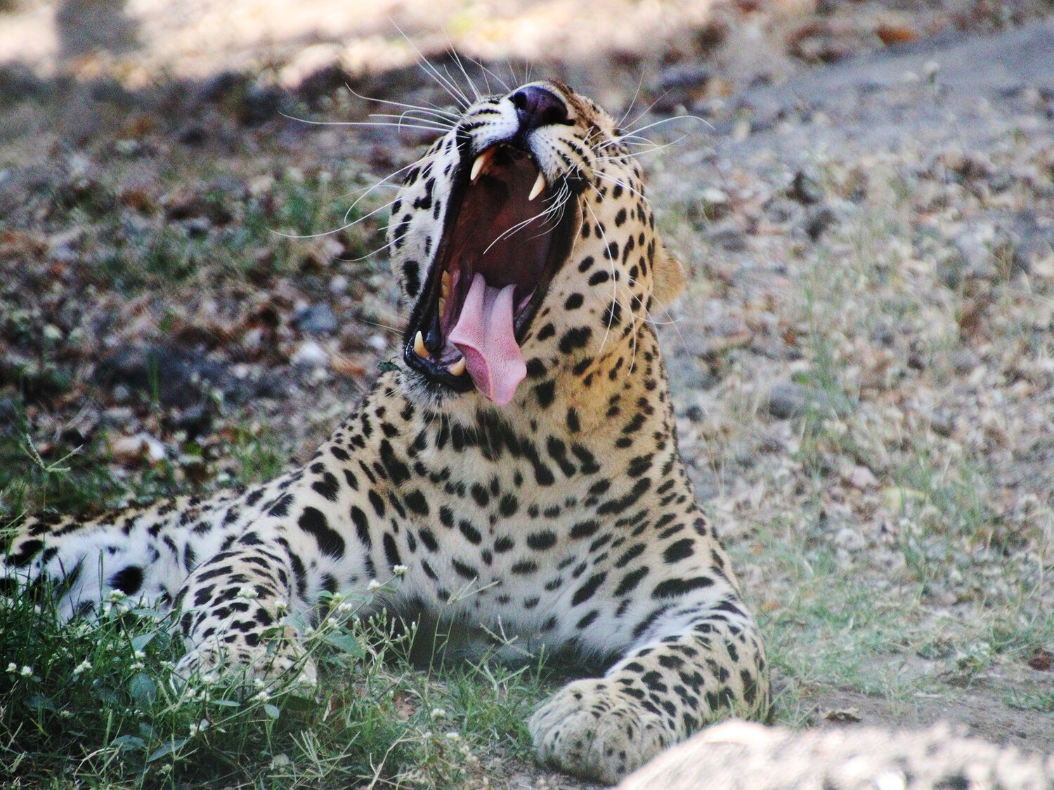 Leopards are roaring.