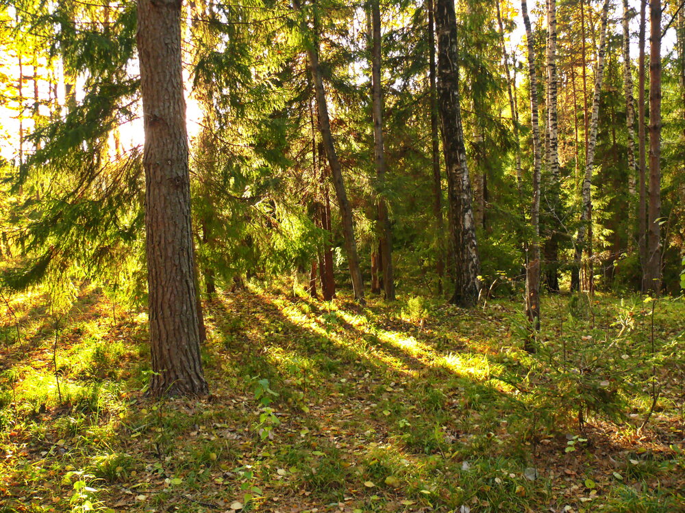 Photograph by Анатолий Борисов