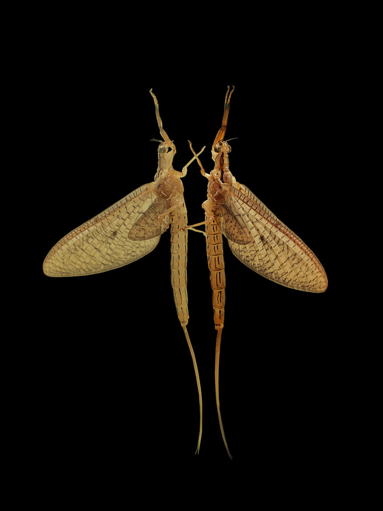 Photograph by Bhrigu Kumar Bayan