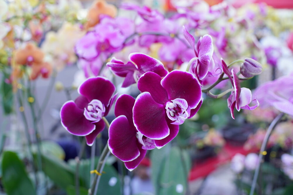 Vibrant Purple Phalaenopsis Orchid in Bloom