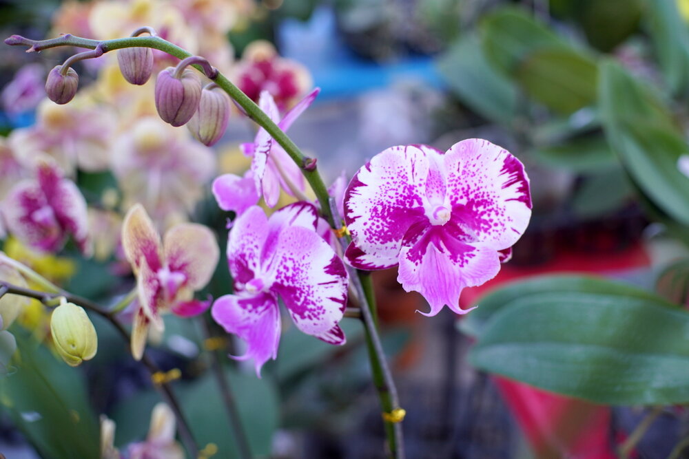 Pink and White Spotted Phalaenopsis Orchid with Flower Buds