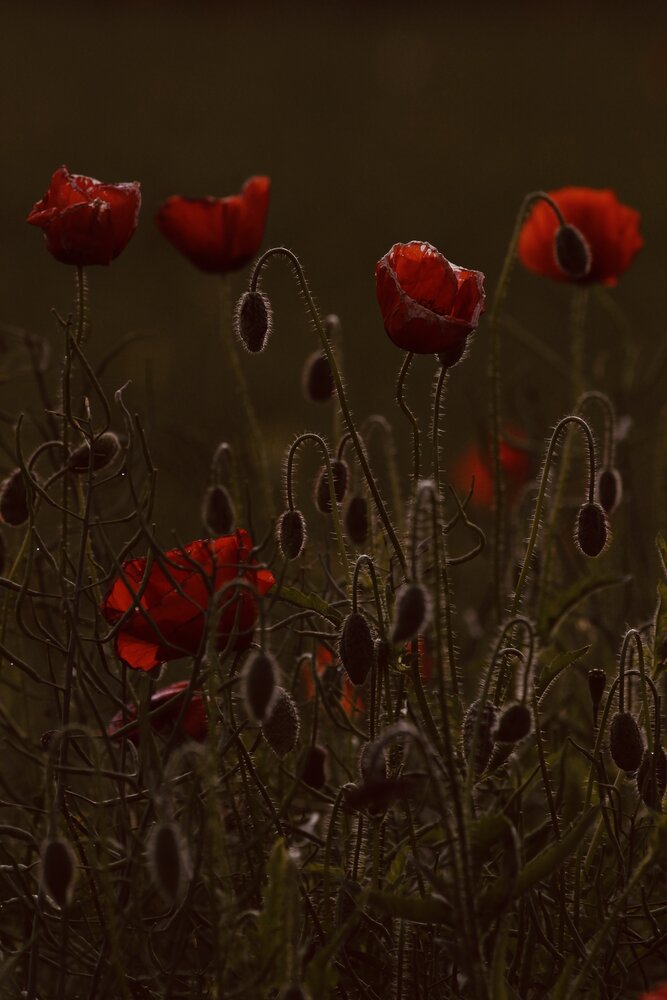 Photograph by Ашхеник Азарян