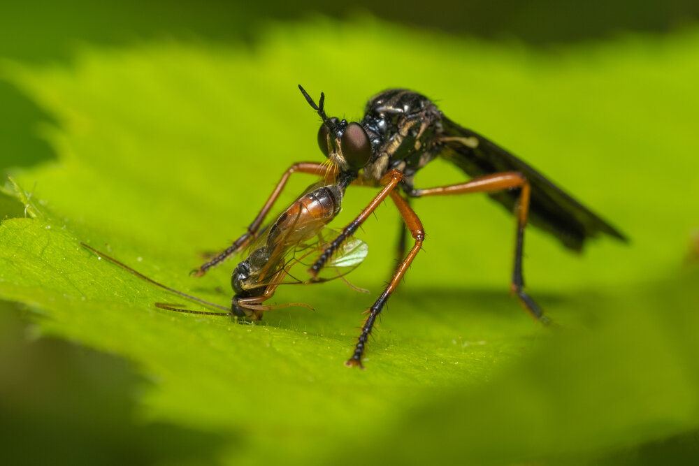 Photograph by БОРИС БЕЛКАНИЯ