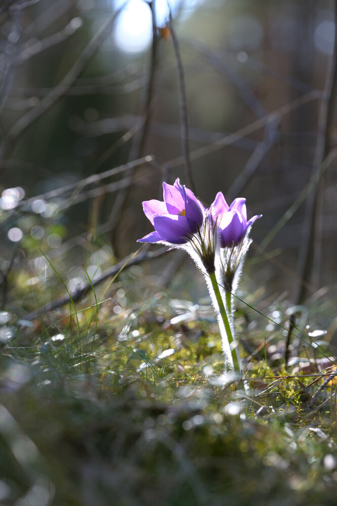 Photograph by Анна Зернова
